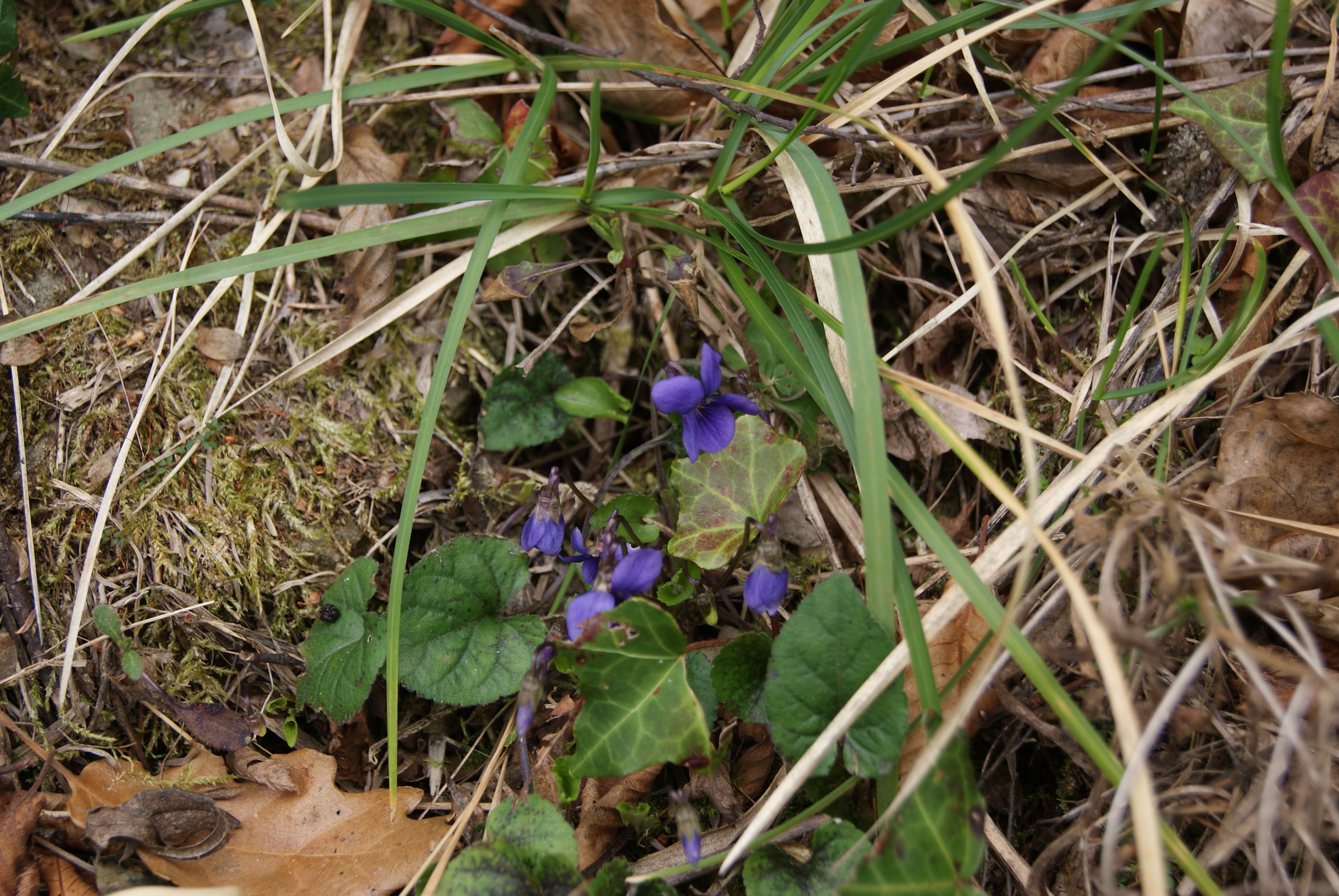 Le Violette... selvatiche