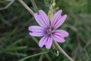 SONY DSC