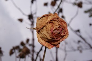 SONY DSC