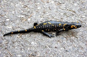 Salamandra salamandra salamandra