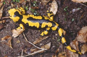 salamandra