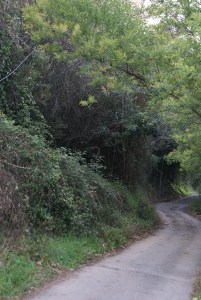 SONY DSC