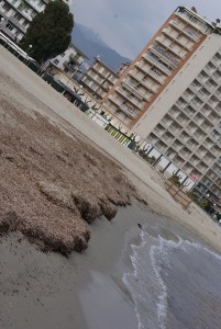 SONY DSC