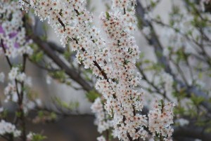 SONY DSC
