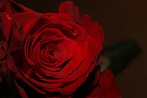 SONY DSC