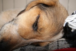 SONY DSC