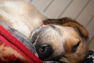 SONY DSC