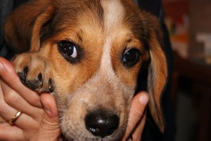 SONY DSC
