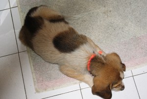 SONY DSC