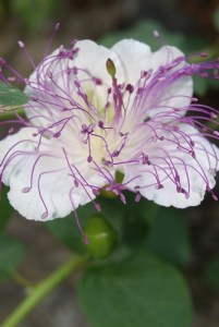 SONY DSC