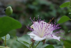 SONY DSC