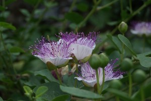 SONY DSC