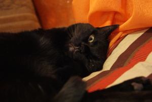 SONY DSC