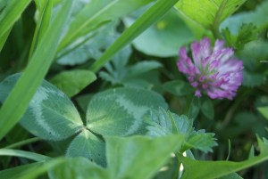 SONY DSC