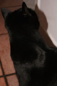 SONY DSC