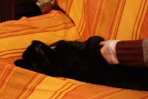 SONY DSC