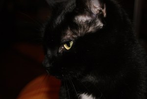 SONY DSC