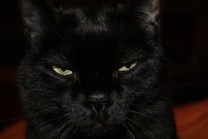 SONY DSC