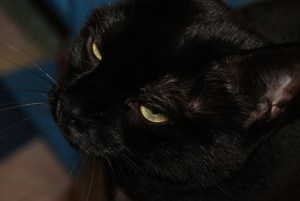 SONY DSC