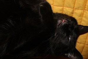 SONY DSC
