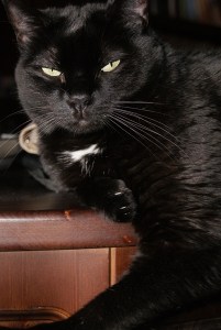 SONY DSC