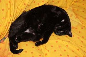 SONY DSC