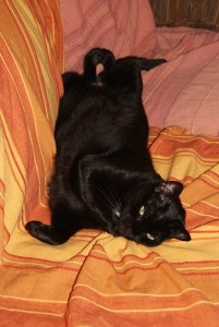 SONY DSC
