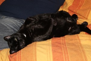 SONY DSC