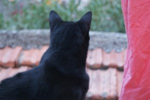 SONY DSC