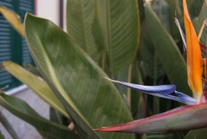 SONY DSC