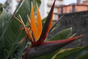 SONY DSC