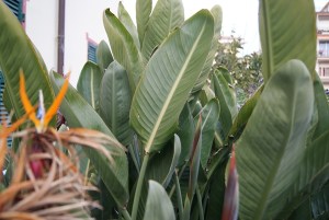 SONY DSC