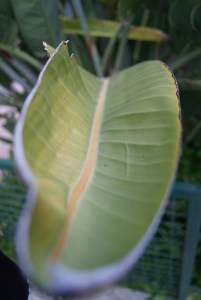 SONY DSC