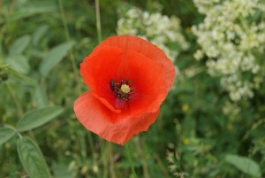 SONY DSC