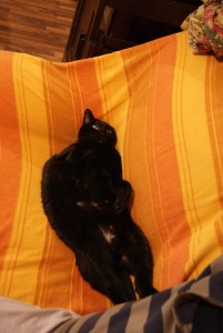 SONY DSC