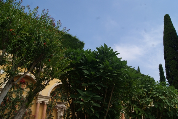 SONY DSC