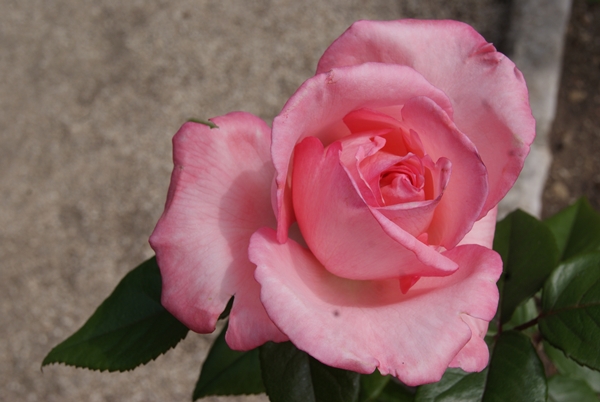 SONY DSC