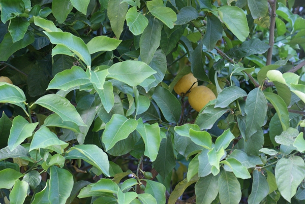 SONY DSC
