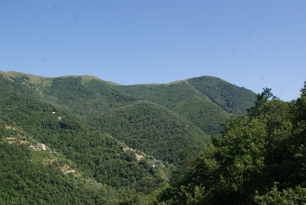 SONY DSC
