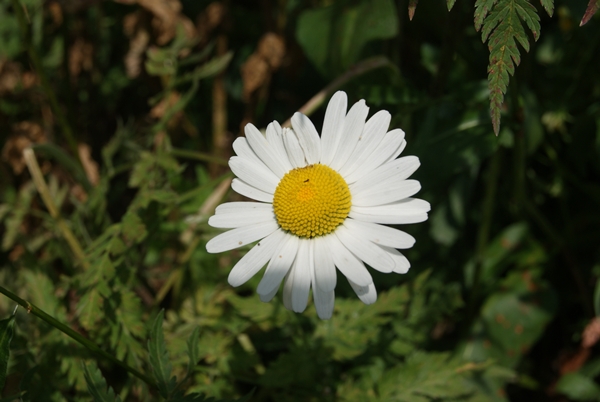 SONY DSC