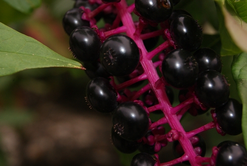 SONY DSC