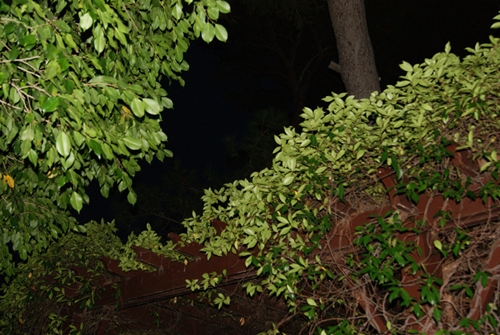 SONY DSC