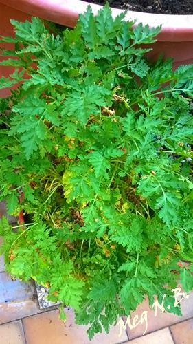 WP_20150404_005