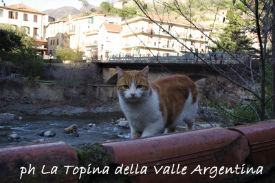 gatti badalucco