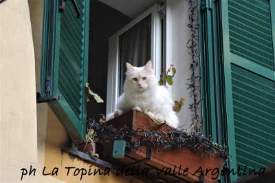 gatti badalucco4
