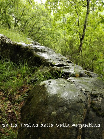 bosco pioggia