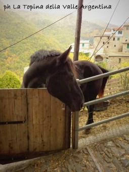cavallo carpasio