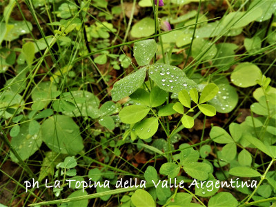 gocce di pioggia
