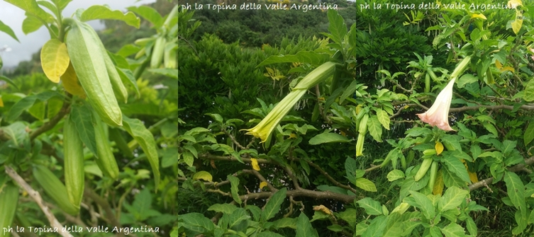 Velenosa e bellissima - la Tromba degli Angeli