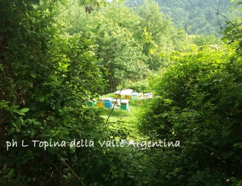 arnie api valle argentina2